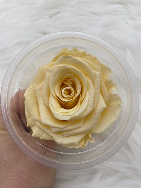 Rose, stabilisiert, konserviert, Trockenblumen, Dried Flowers, Wedding, Hochzeit, Dekoration, Blumen, DIY, creme