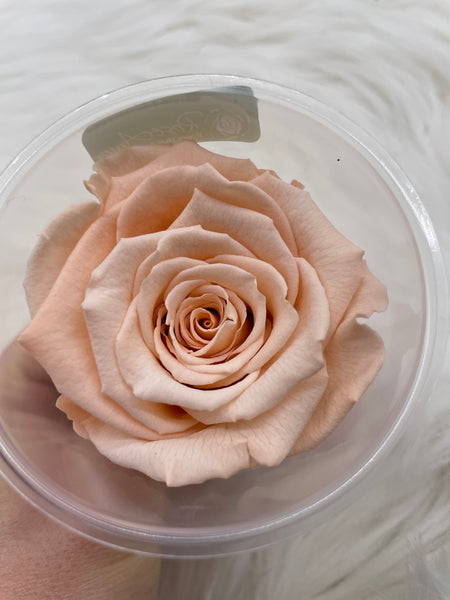 Rose, stabilisiert, konserviert, Trockenblumen, Dried Flowers, Wedding, Hochzeit, Dekoration, Blumen, DIY, lachsrosa, blush