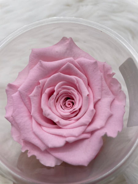 Rose, stabilisiert, konserviert, Trockenblumen, Dried Flowers, Wedding, Hochzeit, Dekoration, Blumen, DIY, rosa