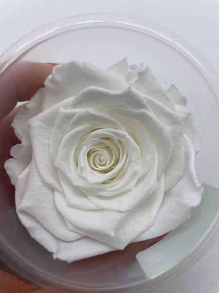 Rose, stabilisiert, konserviert, Trockenblumen, Dried Flowers, Wedding, Hochzeit, Dekoration, Blumen, DIY, weiss