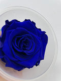 Rose, stabilisiert, konserviert, Trockenblumen, Dried Flowers, Wedding, Hochzeit, Dekoration, Blumen, DIY, royalblau