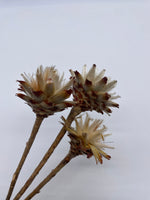 3er Set, Leucospermum, Plumosum, Blüte, getrocknet, hell, natur, stabilisiert, konserviert, Trockenblumen