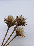 3er Set, Leucospermum, Plumosum, Blüte, getrocknet, hell, natur, stabilisiert, konserviert, Trockenblumen