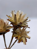 3er Set, Leucospermum, Plumosum, Blüte, getrocknet, hell, natur, stabilisiert, konserviert, Trockenblumen