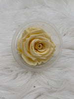 Rose, stabilisiert, konserviert, Trockenblumen, Dried Flowers, Wedding, Hochzeit, Dekoration, Blumen, DIY, creme