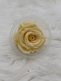 Rose, stabilisiert, konserviert, Trockenblumen, Dried Flowers, Wedding, Hochzeit, Dekoration, Blumen, DIY, creme