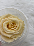 Rose, stabilisiert, konserviert, Trockenblumen, Dried Flowers, Wedding, Hochzeit, Dekoration, Blumen, DIY, creme