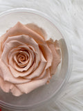 Rose, stabilisiert, konserviert, Trockenblumen, Dried Flowers, Wedding, Hochzeit, Dekoration, Blumen, DIY, lachsrosa, blush