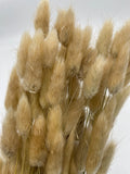 Dried Flower, Trockenblumen, Lagurus, Natur, Bundware