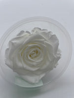 Rose, stabilisiert, konserviert, Trockenblumen, Dried Flowers, Wedding, Hochzeit, Dekoration, Blumen, DIY, weiss